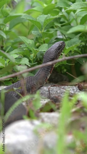 Water snake is hiding in graas in sunny day photo