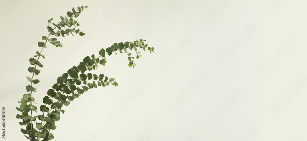 Leaf eucalyptus bouquet on gray interior. wall Light and shadow nature horizontal background.