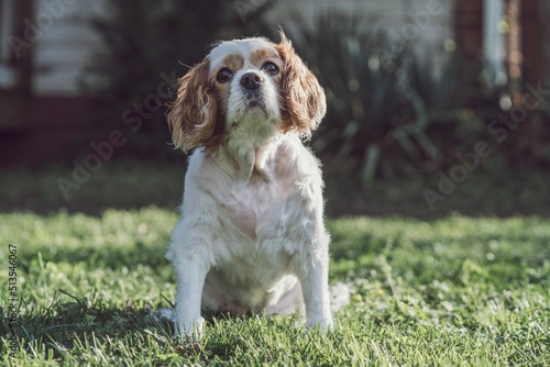 Fotografering Selective focus shot of Cavalier King Charles Spaniel in the park