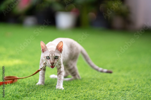 Angry cat is hissing and threatening and looking to camera in the artificial grass field.