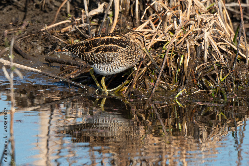 Bécassine des marais, .Gallinago gallinago, Common Snipe Bécassine des marais, .Gallinago gallinago, Common Snipe