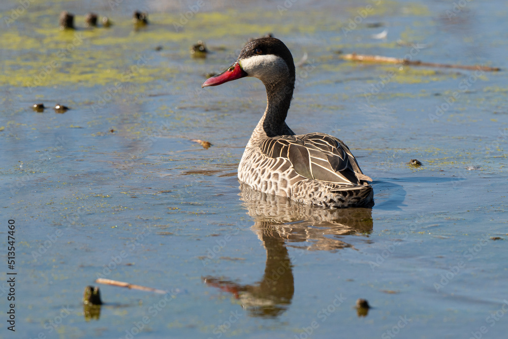 Canard à bec rouge, .Anas erythrorhyncha, Red billed Teal Canard à bec rouge, .Anas erythrorhyncha, Red billed Teal