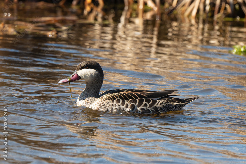 Fototapeta premium Canard à bec rouge, .Anas erythrorhyncha, Red billed Teal