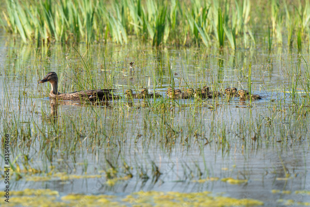 Canard colvert,.Anas platyrhynchos, Mallard, Canard colvert,.Anas platyrhynchos, Mallard,