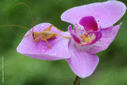 A young katydids or bush cricket is looking for prey on wild orchids. Selective focus with blurred background. These insects like to eat young leaves and other small insects.