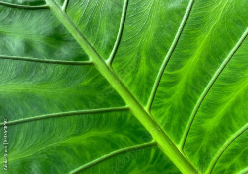 Green leaves background, Leaf texture photo