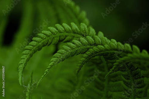 macro photo of green fern petals. The fern bloomed. Fern on a background of green plants