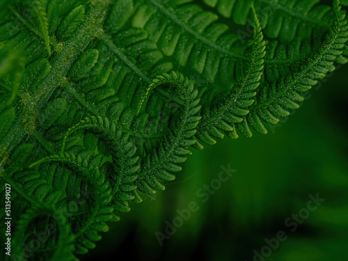 macro photo of green fern petals. The fern bloomed. Fern on a background of green plants