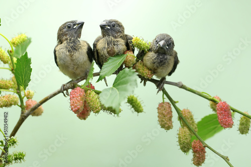 Three young Javan munia are perched on a mulberry tree branch filled with fruit ready to be harvested. Selective focus on light green background. This small bird has the scientific name Lonchura leuco photo