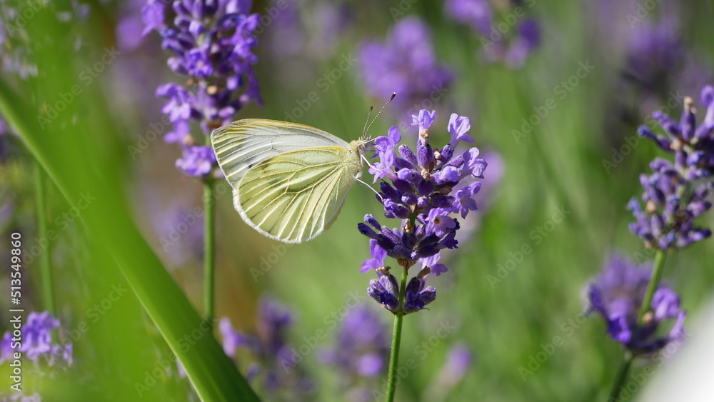 Kleiner Kohlweißling mit einer Lavendelblüte Kleiner Kohlweißling mit einer Lavendelblüte