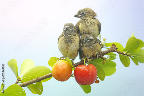Three young Javan munia are perched on a mulberry tree branch filled with fruit ready to be harvested. Selective focus on light green background. This small bird has the scientific name Lonchura leuco photo