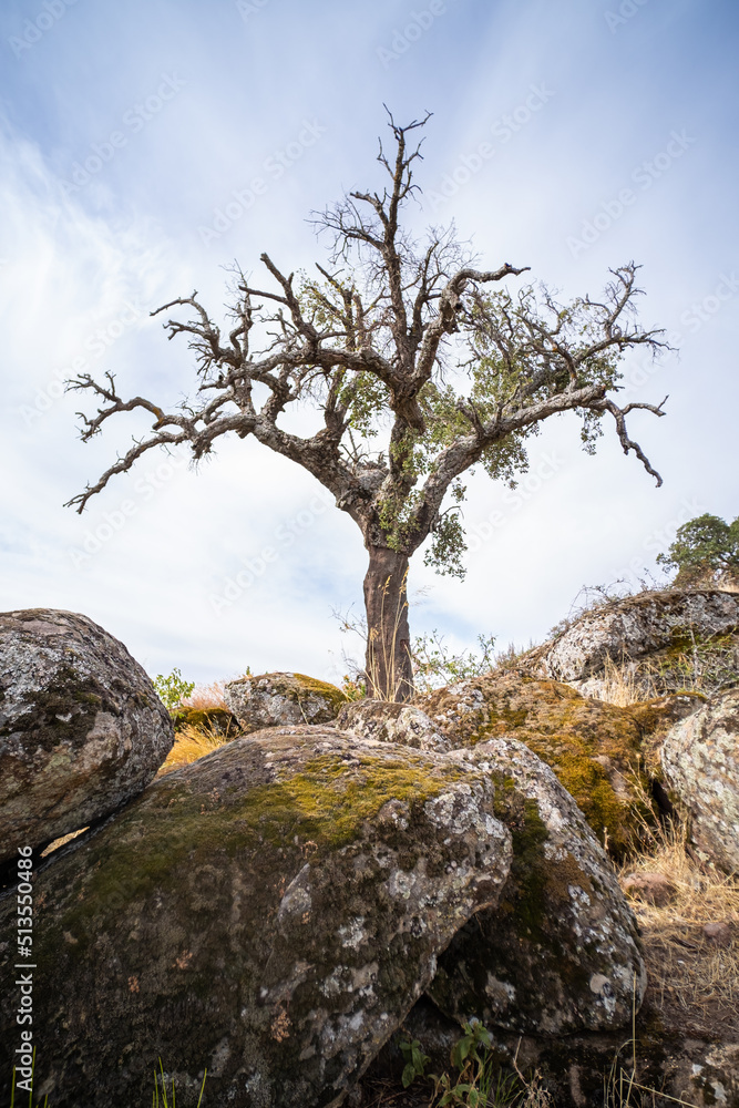 Beautiful landscape of trees growing between the huge granite rocks. Beautiful landscape of trees growing between the huge granite rocks.