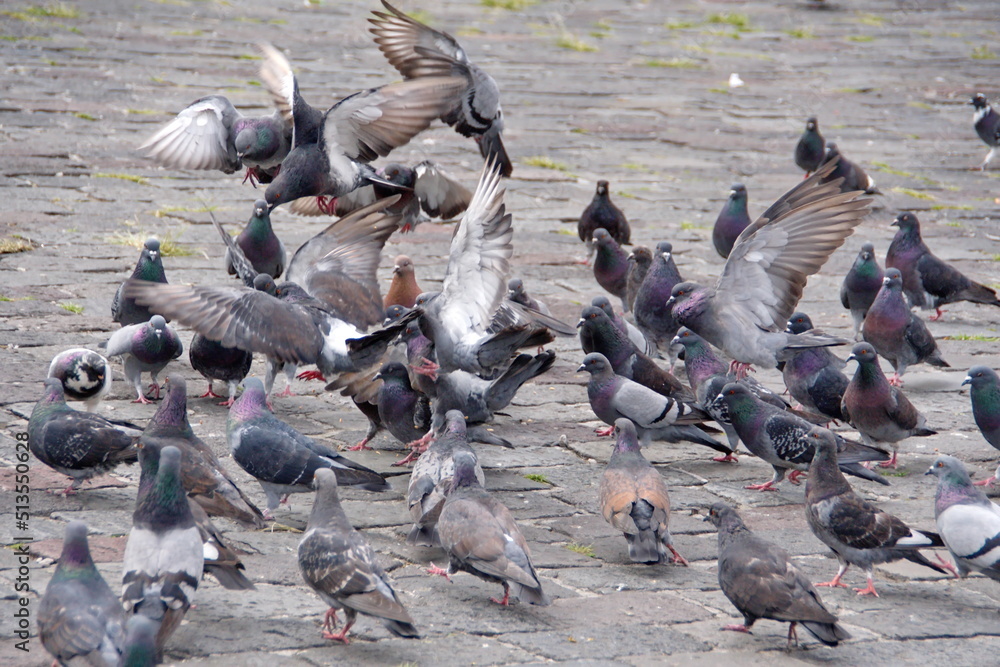 Obraz premium Flock of pigeons in the plaza in front of the Church of San Francisco in the Old Town, Quito, Ecuador