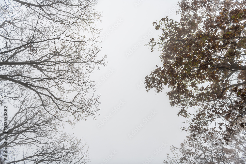 Looking up view on trees branches in morning fog, foggy weather on Cedar Cliffs hiking trail at Wintergreen Resort ski town, Virginia during fall to winter change of seasons Looking up view on trees branches in morning fog, foggy weather on Cedar Cliffs hiking trail at Wintergreen Resort ski town, Virginia during fall to winter change of seasons
