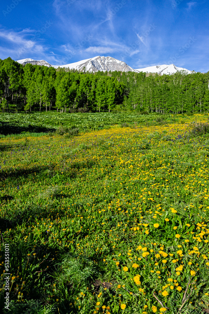 Yellow dandelion flowers wildflowers field meadow on Thomas Lakes Hike trail in Mt Sopris, Carbondale, Colorado with view of snow mt sopris vertical view