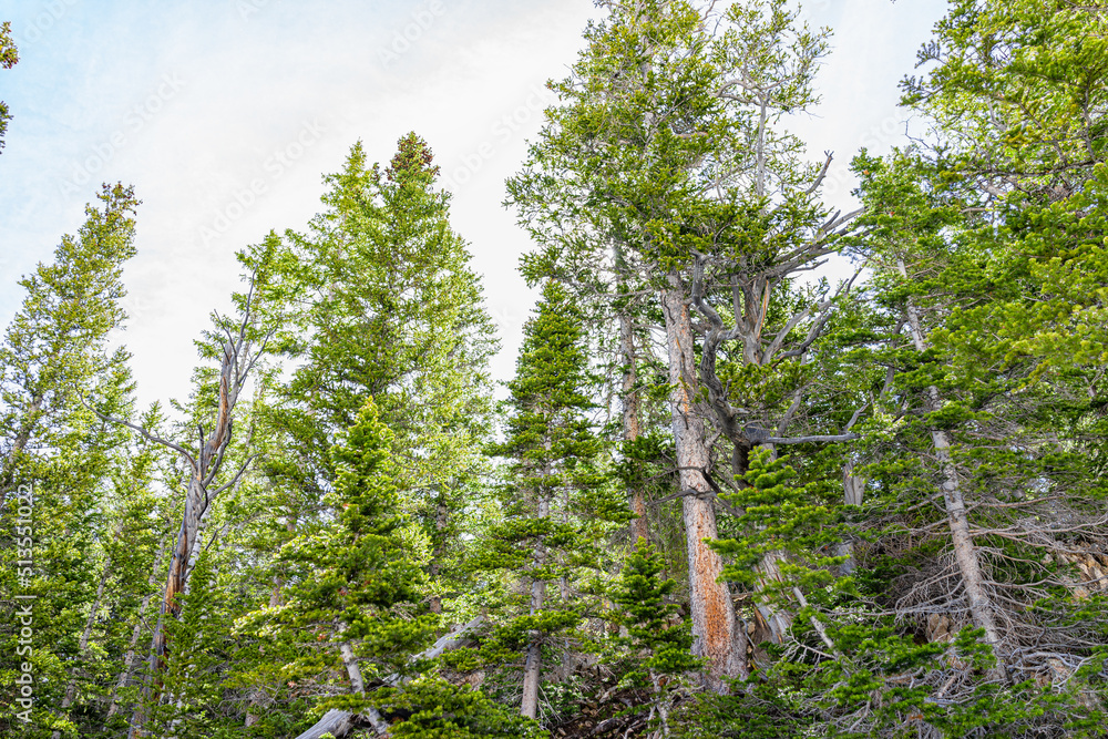 Fototapeta premium Pine coniferous tree forest on Thomas Lakes hiking trail in Mt Sopris, Carbondale, Colorado on sunny early summer day with sunny sky day