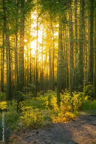 Fototapeta Naklejka Na Ścianę i Meble -  Magical sunset in the forest.