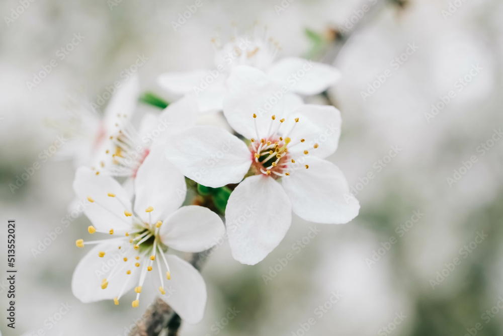 Flowering trees with white flowers in garden Flowering trees with white flowers in garden