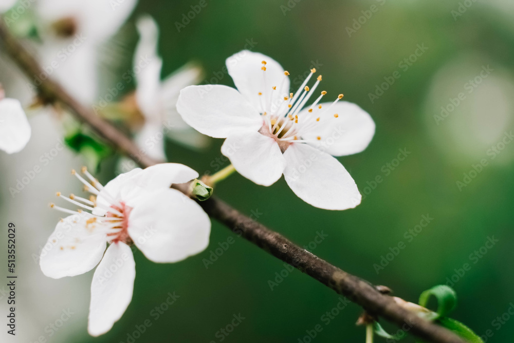 Flowering trees with white flowers in garden Flowering trees with white flowers in garden