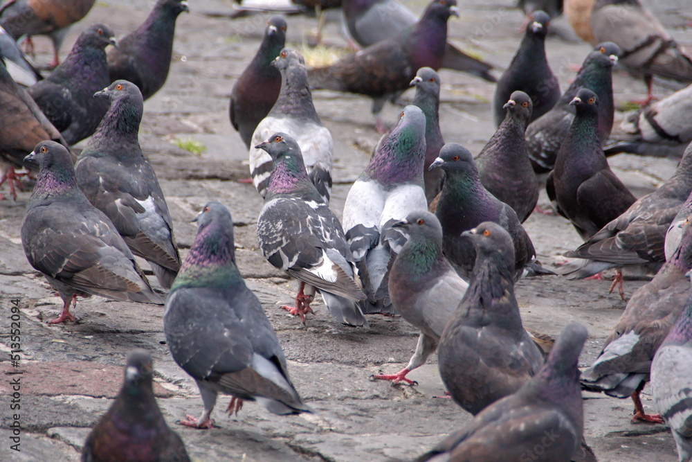 Fototapeta premium Flock of pigeons in the plaza in front of the Church of San Francisco in the Old Town, Quito, Ecuador