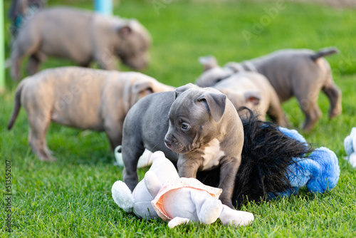 Bully puppies play with toys in the park in summer. © sergo321