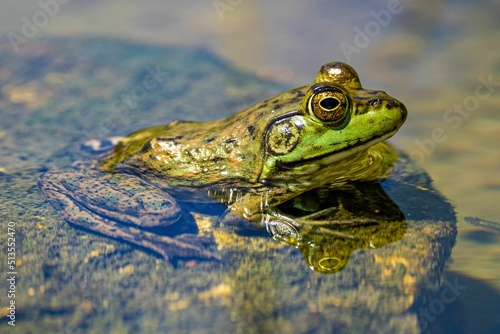 Portrait of a true frog in the water. Arizona
