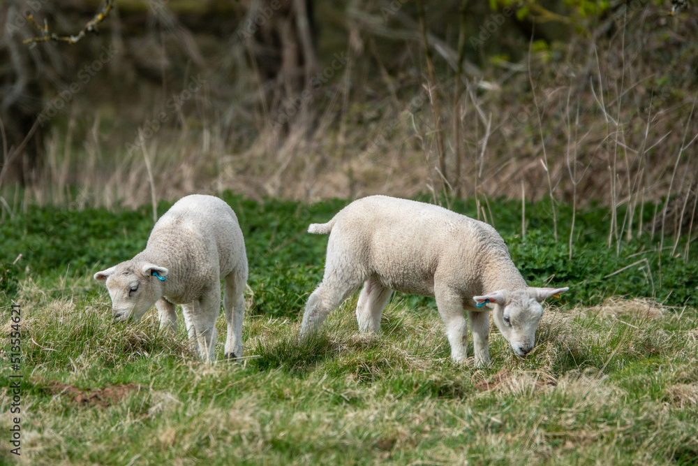 cute white lambs grazing in the meadow cute white lambs grazing in the meadow