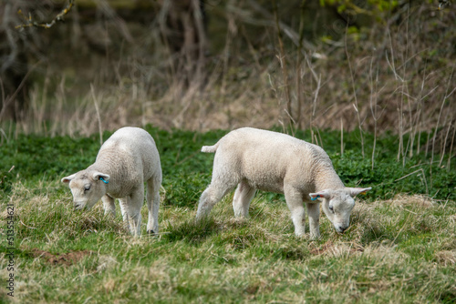 cute white lambs grazing in the meadow