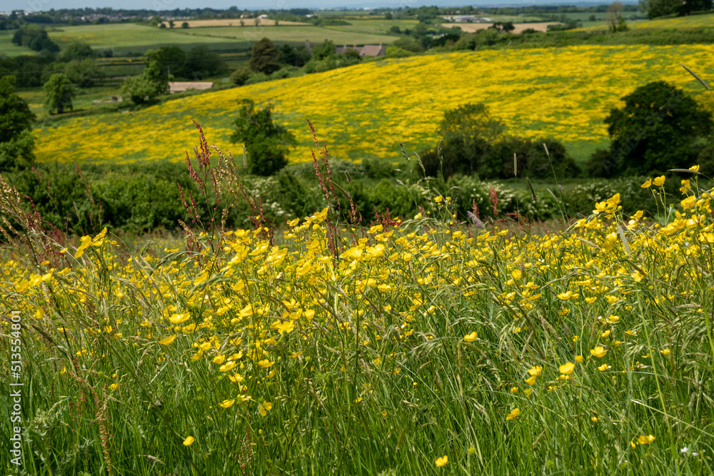 view of fields of buttercups from The Cotswold Way footpath 