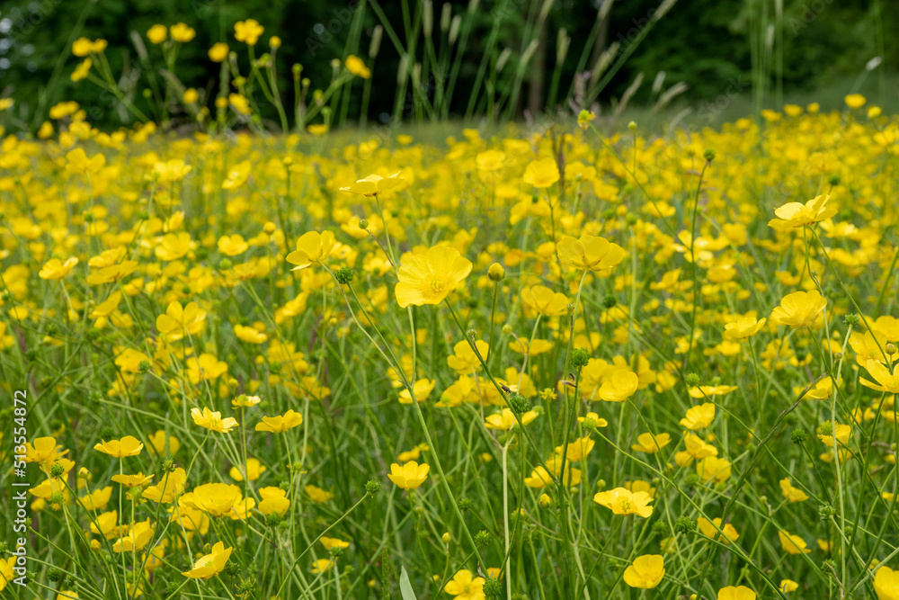 beautiful  yellow buttercups with shiny bright petals