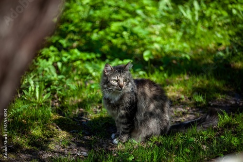 Closeup of a cute Norwegian forest cat sitting in the garden photo