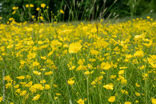 beautiful  yellow buttercups with shiny bright petals
