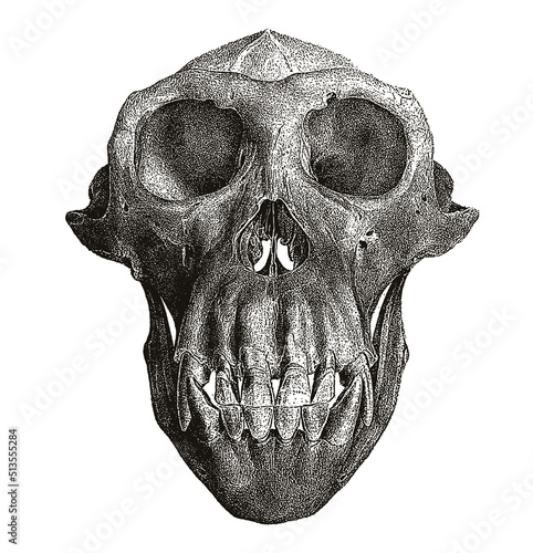 Male chimpanzee pan troglodytes skull in front view, after antique engraving from the 19th century