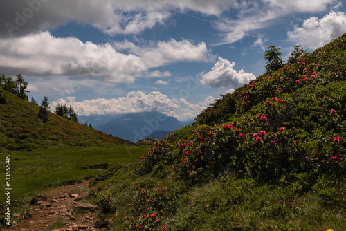 The rhododendrons on the path from the CCastrin hut to Monte Luco-Trentino Alto Adige-Italy