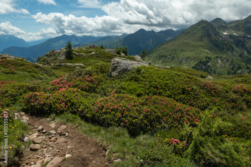 The rhododendrons on the path from the Castrin hut to Monte Luco-Trentino Alto Adige-Italy photo