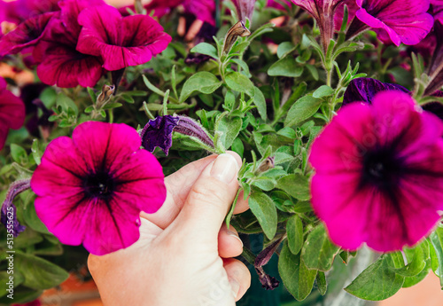 Pinch or cut away limp petunia flowers before they start seeding to encourage regrowth. Gardening hack concept. photo