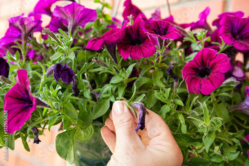 Pinch or cut away limp petunia flowers before they start seeding to encourage regrowth. Gardening hack concept.