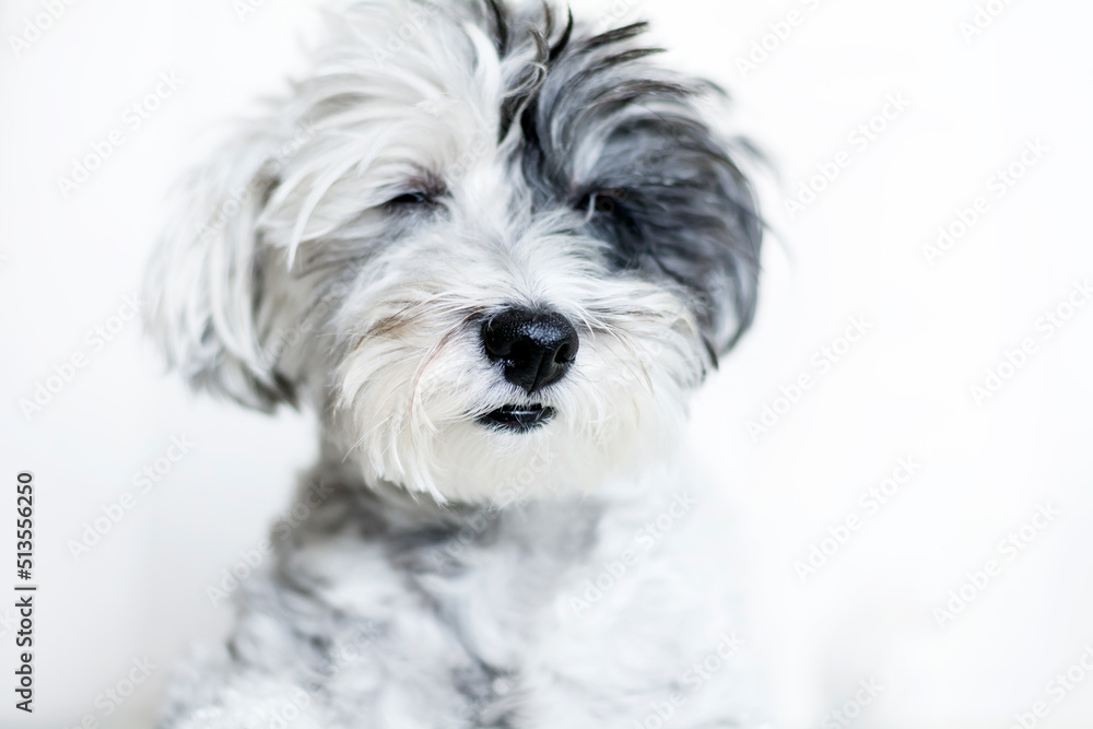 White havanese dog with black ear close up portrait 