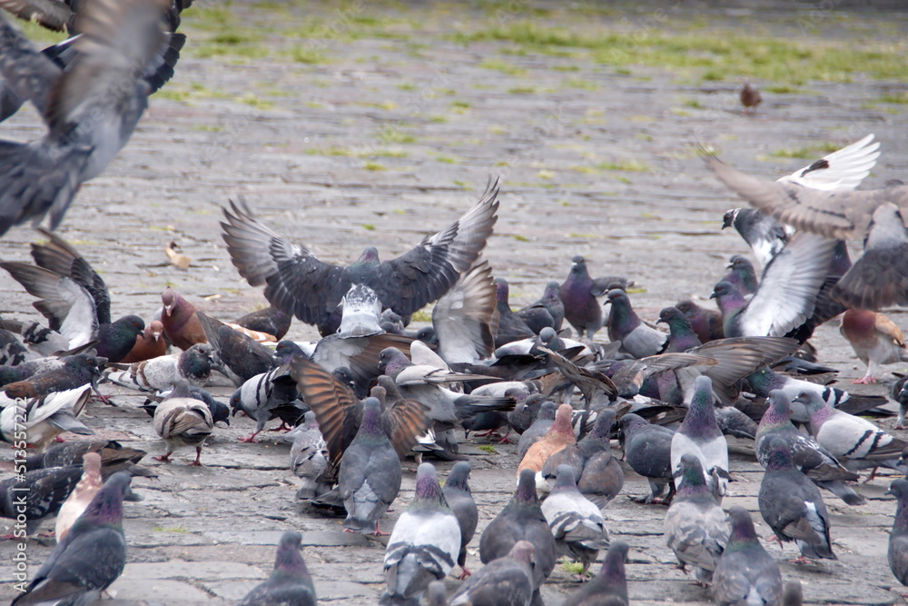 Obraz premium Flock of pigeons in the plaza in front of the Church of San Francisco in the Old Town, Quito, Ecuador