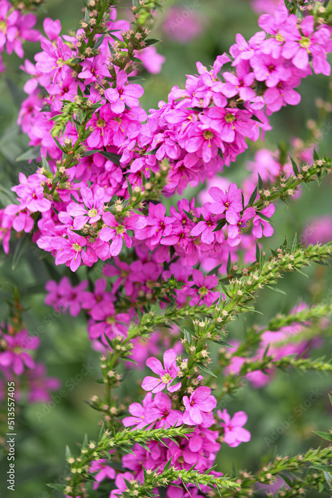 Obraz premium pink flowers in the garden. lavender in the garden. lavender bush. spicy herb. purple flowers. aromatherapy. sleeping herb.