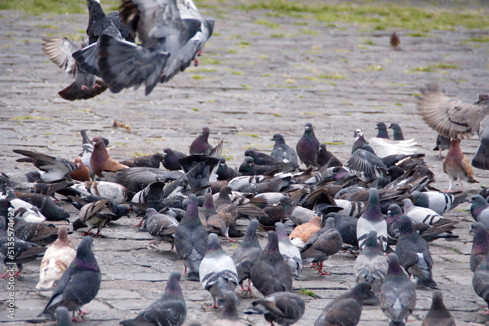 Fototapeta premium Flock of pigeons in the plaza in front of the Church of San Francisco in the Old Town, Quito, Ecuador