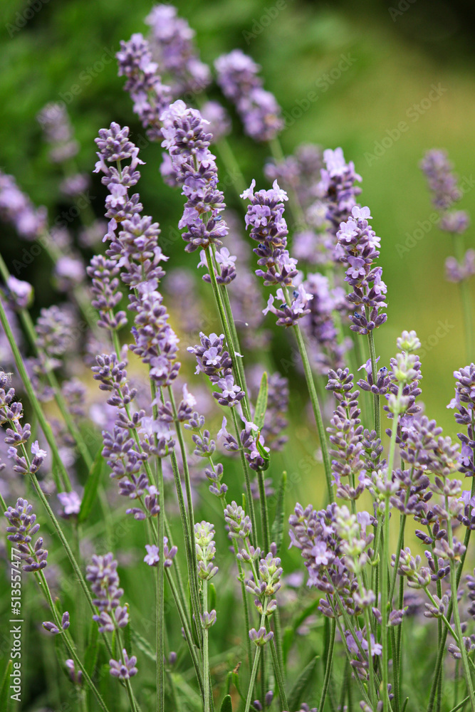 Obraz premium lavender in the garden. lavender bush. spicy herb. purple flowers. aromatherapy. sleeping herb.