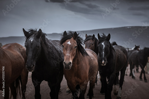 herd of horses running on dusty trail on overcast rainy day being driven to summer pastures