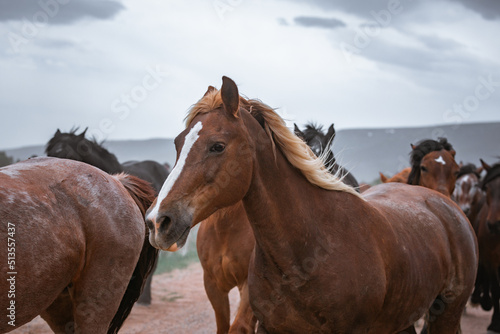 herd of horses running on dusty trail on overcast rainy day being driven to summer pastures