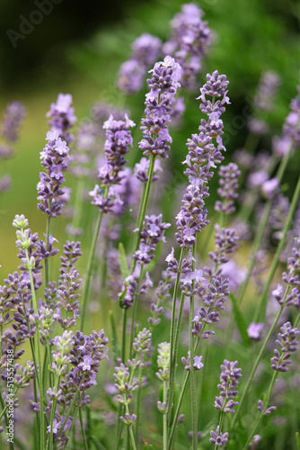 close up of lavender. lavender in the garden. lavender bush. spicy herb. purple flowers. aromatherapy. sleeping herb. © Katerina