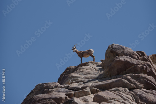 Desert bighorn sheep ovis canadensis nelson on a mountain top rock