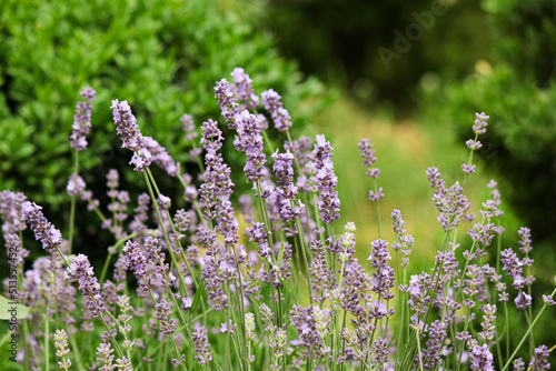 lavender flowers in the garden. lavender in the garden. lavender bush. spicy herb. purple flowers. aromatherapy. sleeping herb.