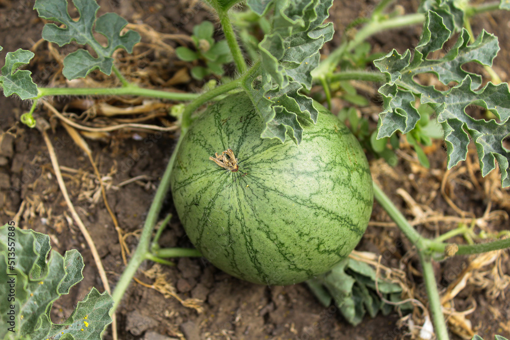 watermelon on field. watermelon sprouts and fruits in the garden. planting watermelon in a field at a vegetable farm. growing vegetables and berries on the field. green watermelon watermelon on field. watermelon sprouts and fruits in the garden. planting watermelon in a field at a vegetable farm. growing vegetables and berries on the field. green watermelon