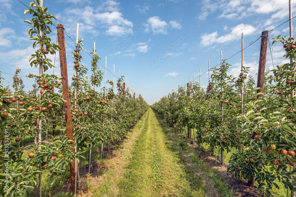 Plenty of ripening red apples hang from low trees in a Dutch orchard in the province of Zeeland. It is a sunny day at the beginning of summer and the harvest will be in a few months.