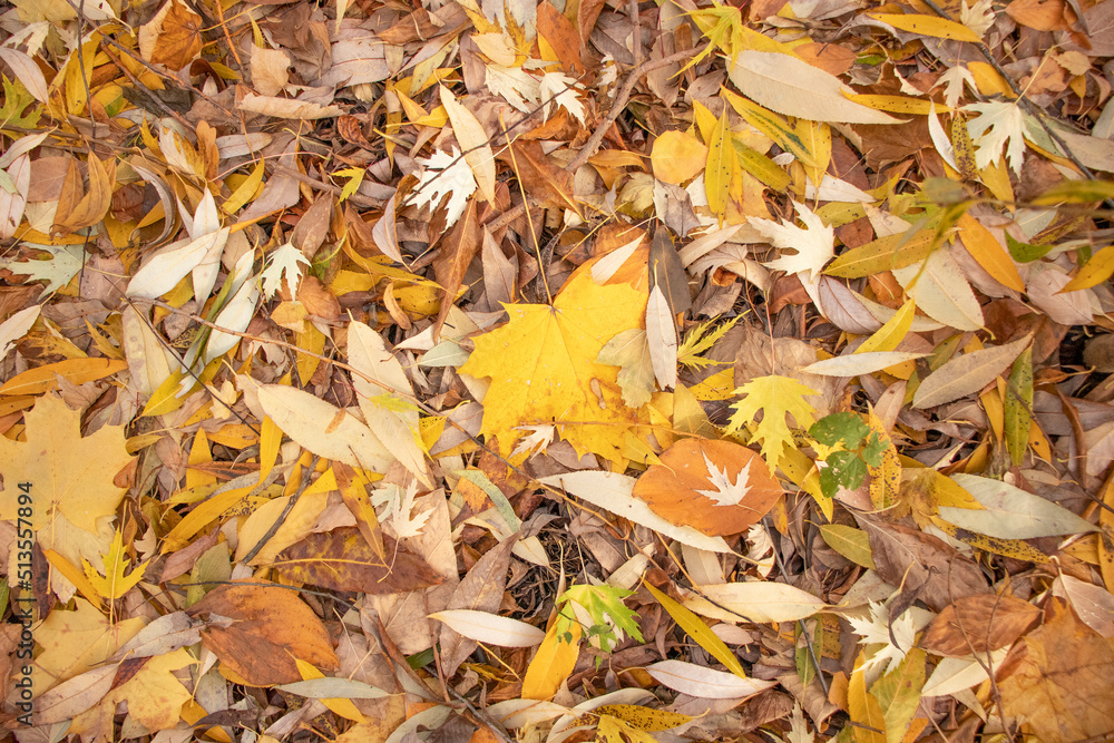 golden autumn in the park with yellow leaves